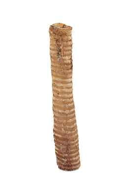 Beef Trachea - 12" Beef Trachea - 12"