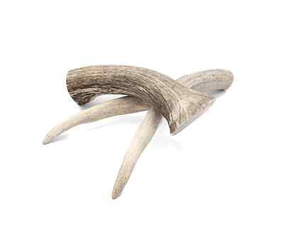 Solid Deer Antler - Large Solid Deer Antler - Large