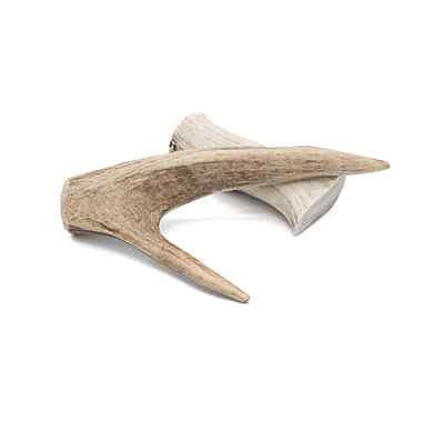 Solid Deer Antler - Small