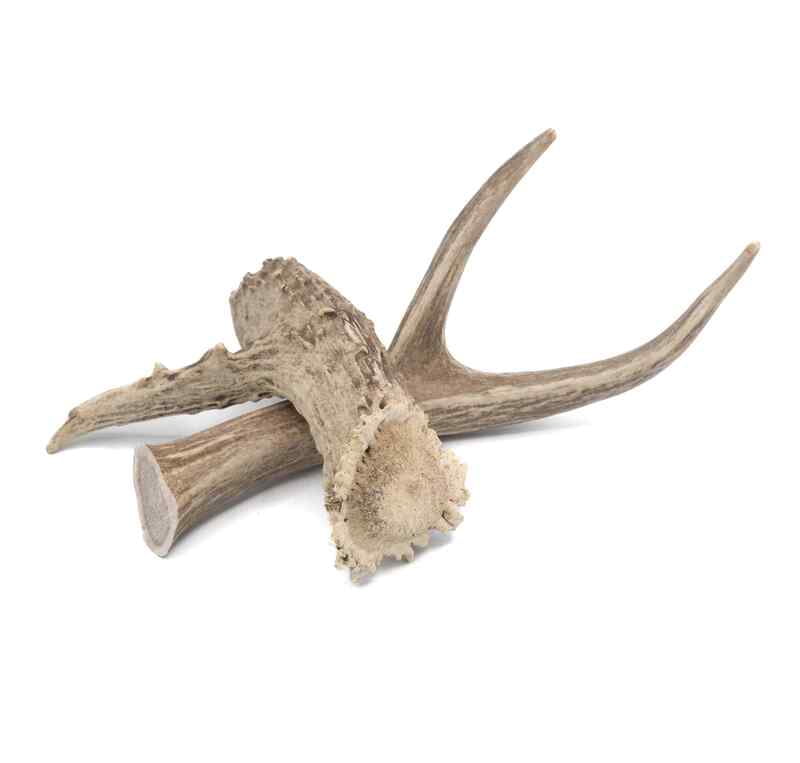 Solid Deer Antler - X-Large Solid Deer Antler - X-Large